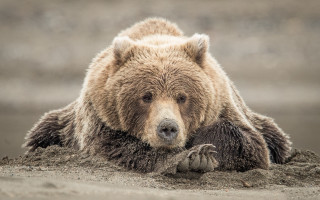 Brown bear beach water sand - a sandy beach next free wallpaper