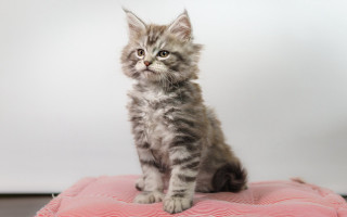 Small kitten pink cushion floor - a floor next free wallpaper