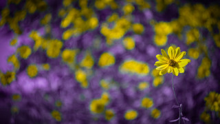 Yellow flower purple background blurry 2 - a yellow flower free wallpaper