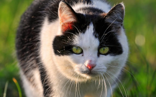 Black white cat green eyes 3 - the background and grass free wallpaper