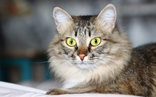 Serious green eyes cat rococo - brenda chamberlain free wallpaper