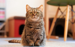 Cat tiltshift blurry bokeh chromatic - daphne allen free wallpaper