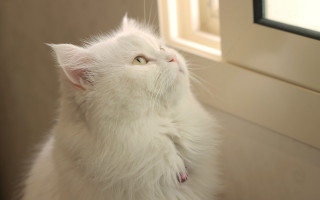 White cat looking up pastel - the window sill free wallpaper