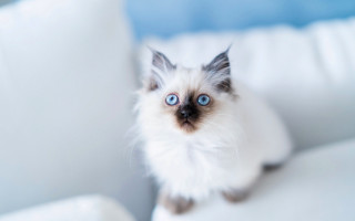 White cat blue eyes couch - a white couch free wallpaper