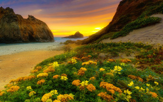 Beach flowers rocks sunset nature - a sunset in the distance free wallpaper