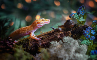 Lizard snail woods flower lights - in the wood free wallpaper for desktop