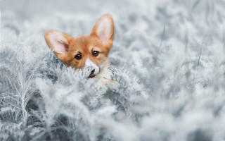 Small dog peeking winter grass - a small dog free wallpaper for desktop