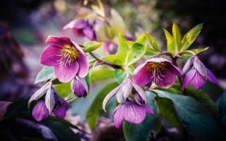 Flower butterfly lily hydrangea pink - leaf free wallpaper