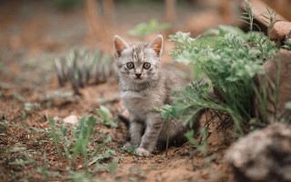 Small kitten dirt plants rocks - grass free wallpaper