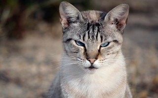 Sad blue eyed cat in - angry free wallpaper
