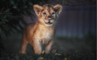 Lion cub night field blurry - young free wallpaper for desktop