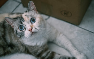 Blue eyed cat blurry background - the floor next free wallpaper