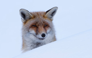 Red fox snowy hill furry - a snowy hill free wallpaper