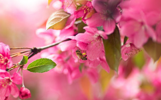 Bee pink flower branch macro - a bee free wallpaper