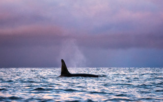 Whale ocean cloudy sky waves - a few cloud above free wallpaper