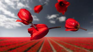 Red flower field blue sky 10 - dirck van der lisse free wallpaper for desktop