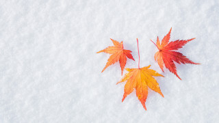Orange leaves snow autumn nature - down free wallpaper