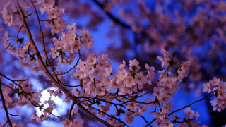 Pink flower tree blue sky 4 - asai chū free wallpaper