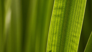 Green leaf macro naturalism blurry - a green leaf free wallpaper
