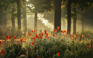 Red flowers forest fog autumn - red flower free wallpaper