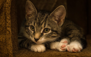 Cat house sad laying superflat - sad free wallpaper