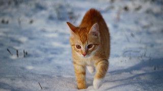 Cat snow walking rayonism photorealistic - the camera len free wallpaper