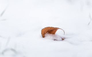 Leaf snowy mountain winter minimalism - little free wallpaper