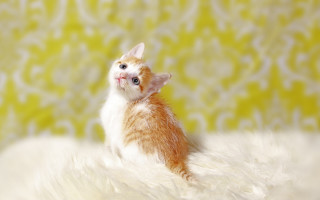 Orange white kitten fluffy blanket - a yellow wall free wallpaper
