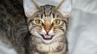 Black cat open mouth blue - its mouth open free wallpaper for desktop