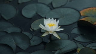 White water lily yellow center 3 - a pond of water free wallpaper