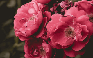 Pink roses bouquet black background - a white center in the middle free wallpaper