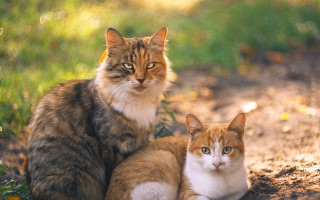 Cats grass dirt park orange - two cat free wallpaper