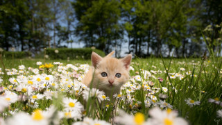 Kitten daisies field trees sunny - a kitten free wallpaper