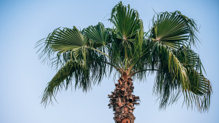 Palm tree blue sky beach - a clear blue sky in the background free wallpaper