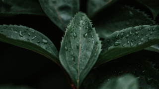Green leaf water droplets macro 46 - shallow free wallpaper for desktop