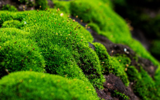 Mossy leaves blurry background nature - mossy free wallpaper