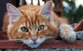 Cat brick wall green eyed - cat free wallpaper