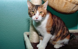 Cat sitting scratchingpost stuffedbear teddybear - a shelf free wallpaper