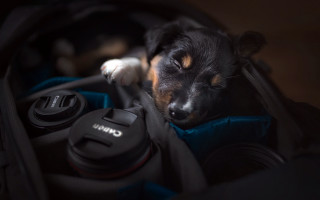 Dog suitcase photography blurry depth - a suitcase free wallpaper