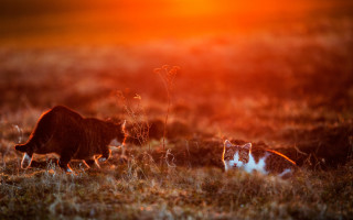 Cats field sunset art photography - one cat free wallpaper