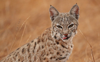 Cat tallgrass funnylook photorealistic animalfocus - funny free wallpaper for desktop