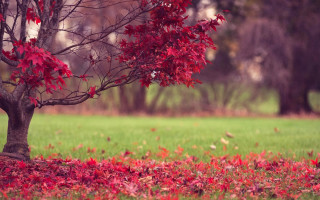 Autumn tree red leaves park - a green field free wallpaper