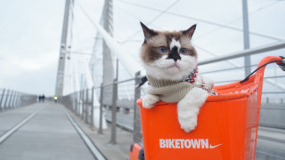 Cat shoppingcart bridge sky blur - a bridge free wallpaper