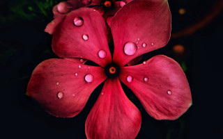 Red flower water droplets macro 31 - cindy wright free wallpaper for desktop