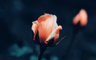 Orange rose macro starry night - ektachrome photograph free wallpaper for desktop