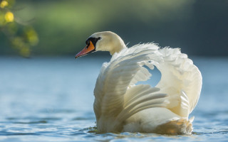Swan spread wings water ocean - a swan free wallpaper