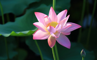 Pink flower yellow center lily - ella guru free wallpaper