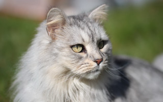 Cat white hair green eyes - a long white hair free wallpaper