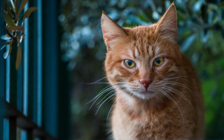 White cat bokeh nature depth - a cat free wallpaper