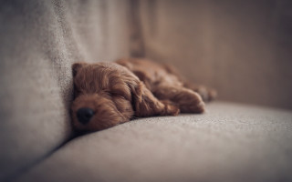Dog sleeping couch closeup hyperrealism - closed free wallpaper